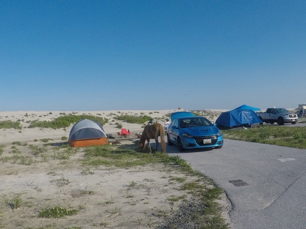 a campground on the beach with a car and a tent and a wild horse