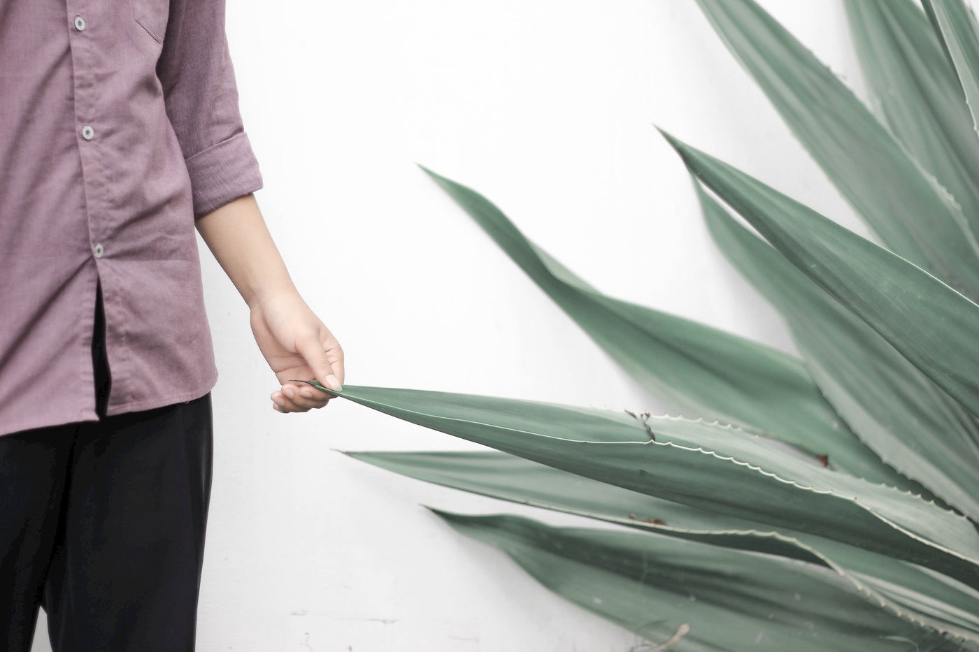 Person touching large aloe plant.