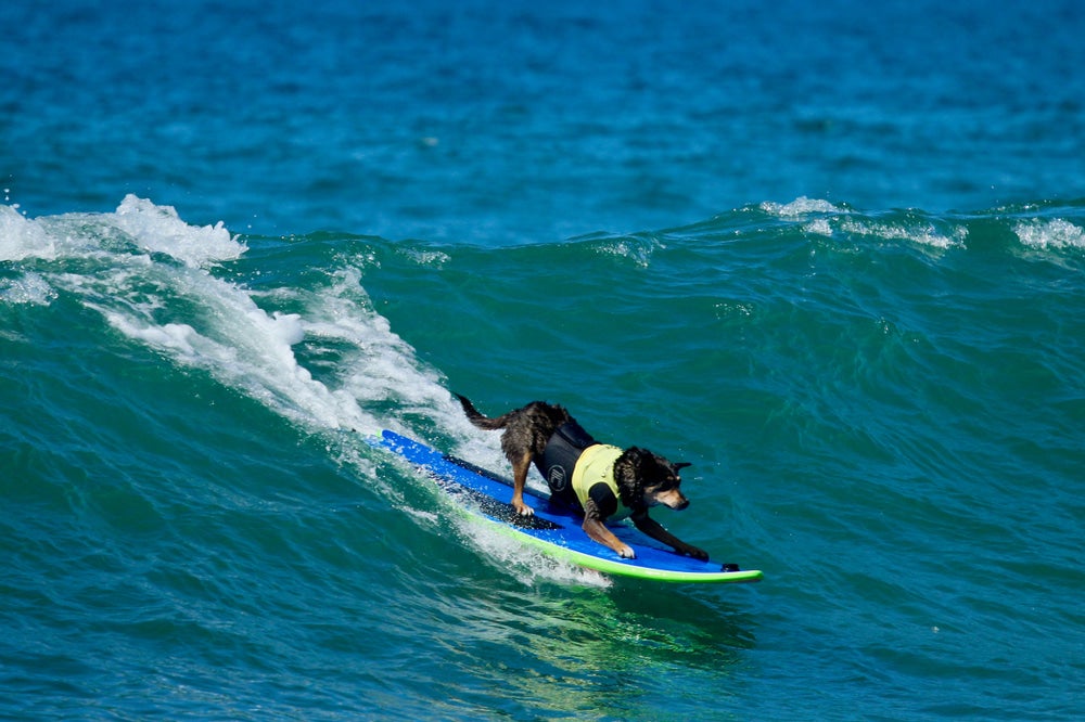 a dog surfing on a surfboard in huntington CA