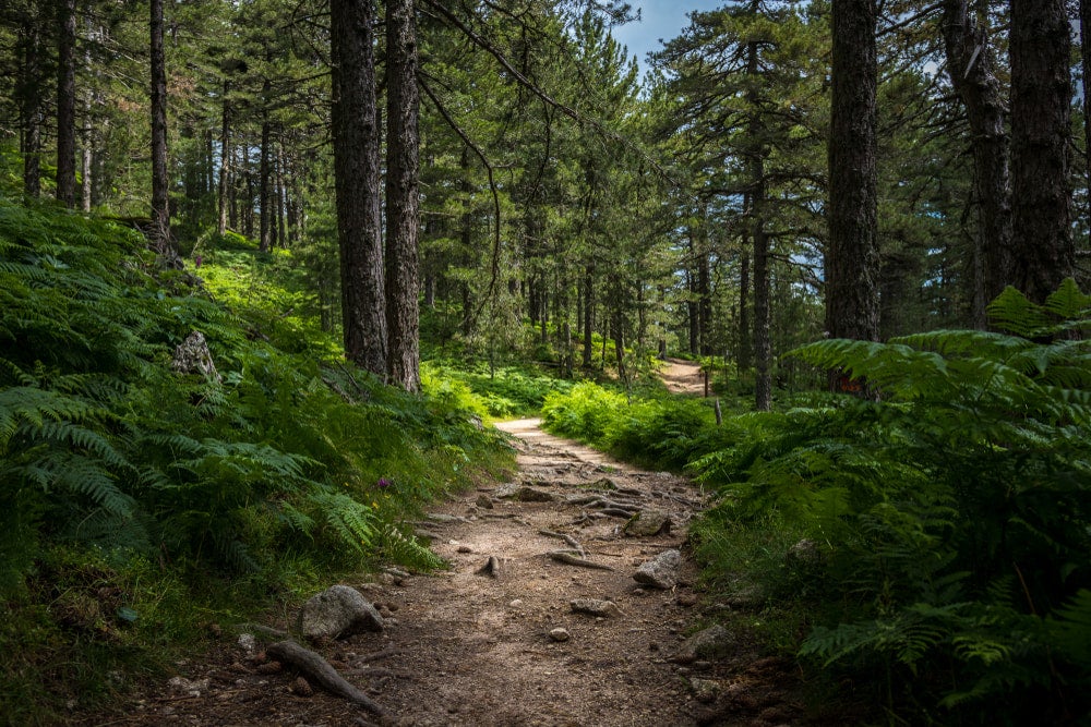 Mysterious path full of roots in the middle of wooden coniferous forrest, surrounded by green bushes and leaves and ferns