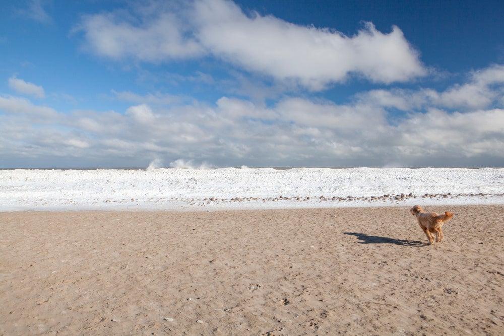 a dog running toward a frozen lake in chicago