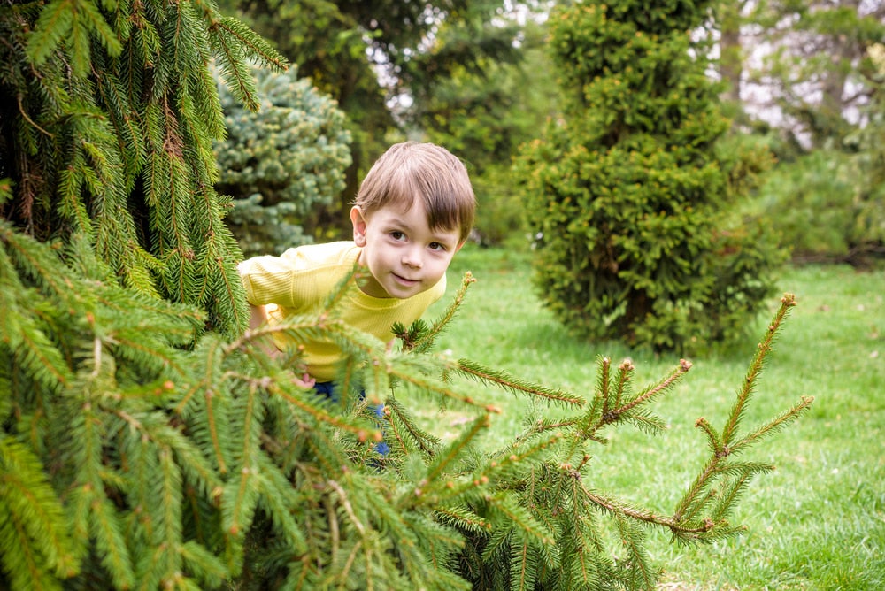 Kid hiding in pine trees.