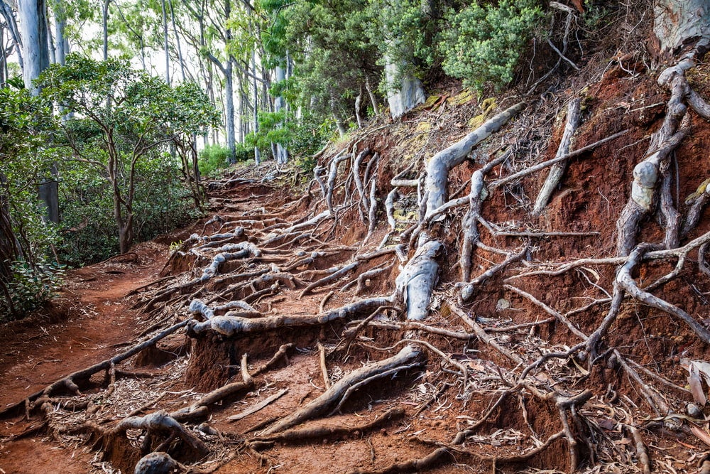 overgrown tree roots line a hiking trail in oahu