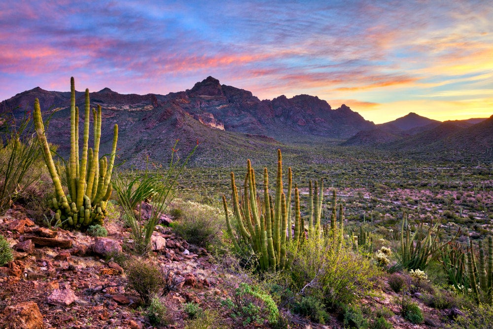 Mountain range in background with cacti and rocks in foreground 