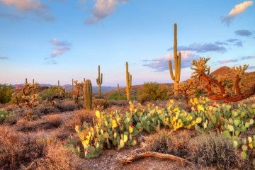 Tonto National Forest: A Camper's Guide