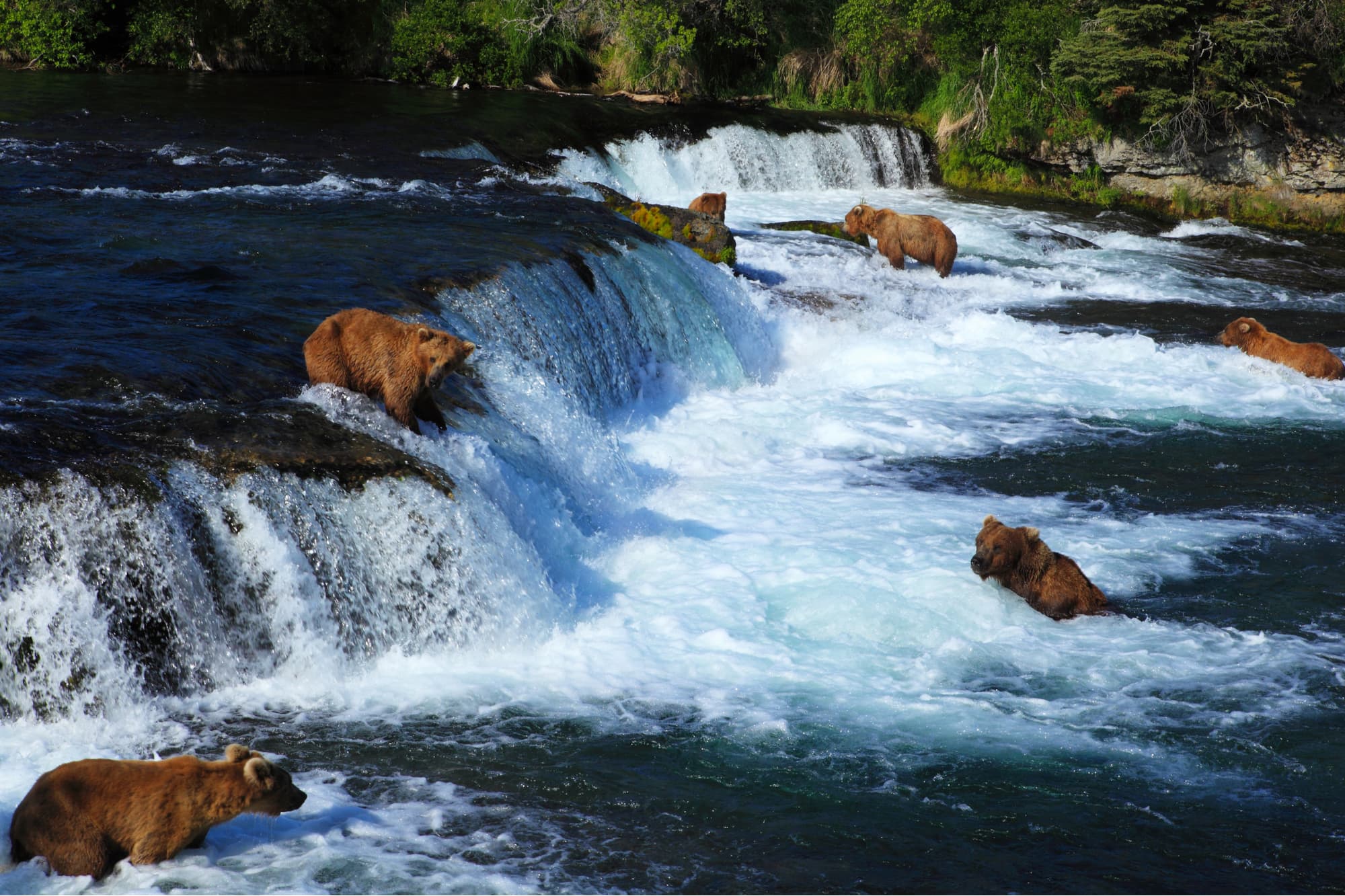 many bears fishing for salmon in brooks falls river in katmai national park
