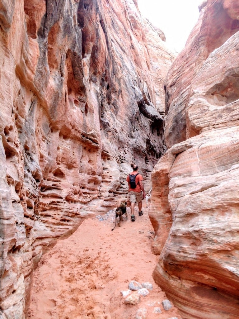 a man with two dogs walks through a slot canyon in nevada