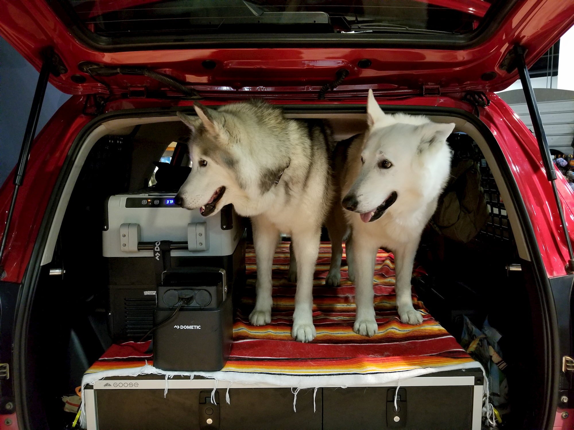 two dogs in the trunk of a car next to an electric cooler at outdoor retailer