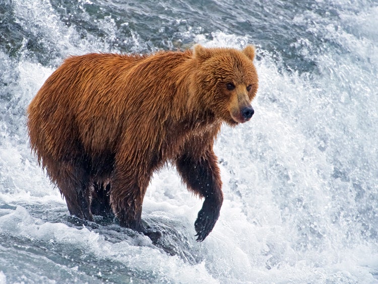 grizzly bear in mcneil river wildlife refuge