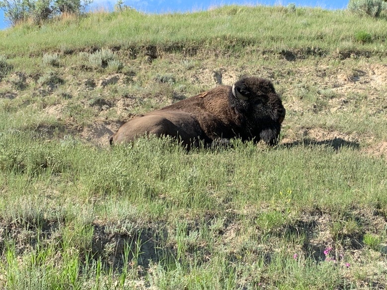 bison lays in grass at Theodore Roosevelt National Park, photo from a camper on The Dyrt