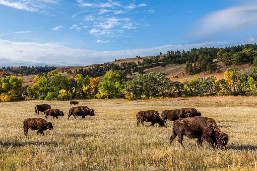 bison in grassland custer state park south dakota