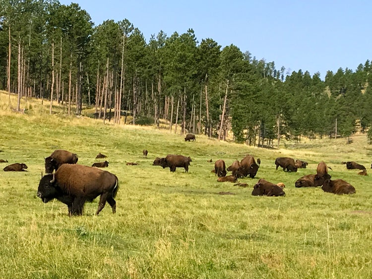 bison in grassland 
