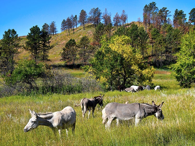wild donkeys at custer state park