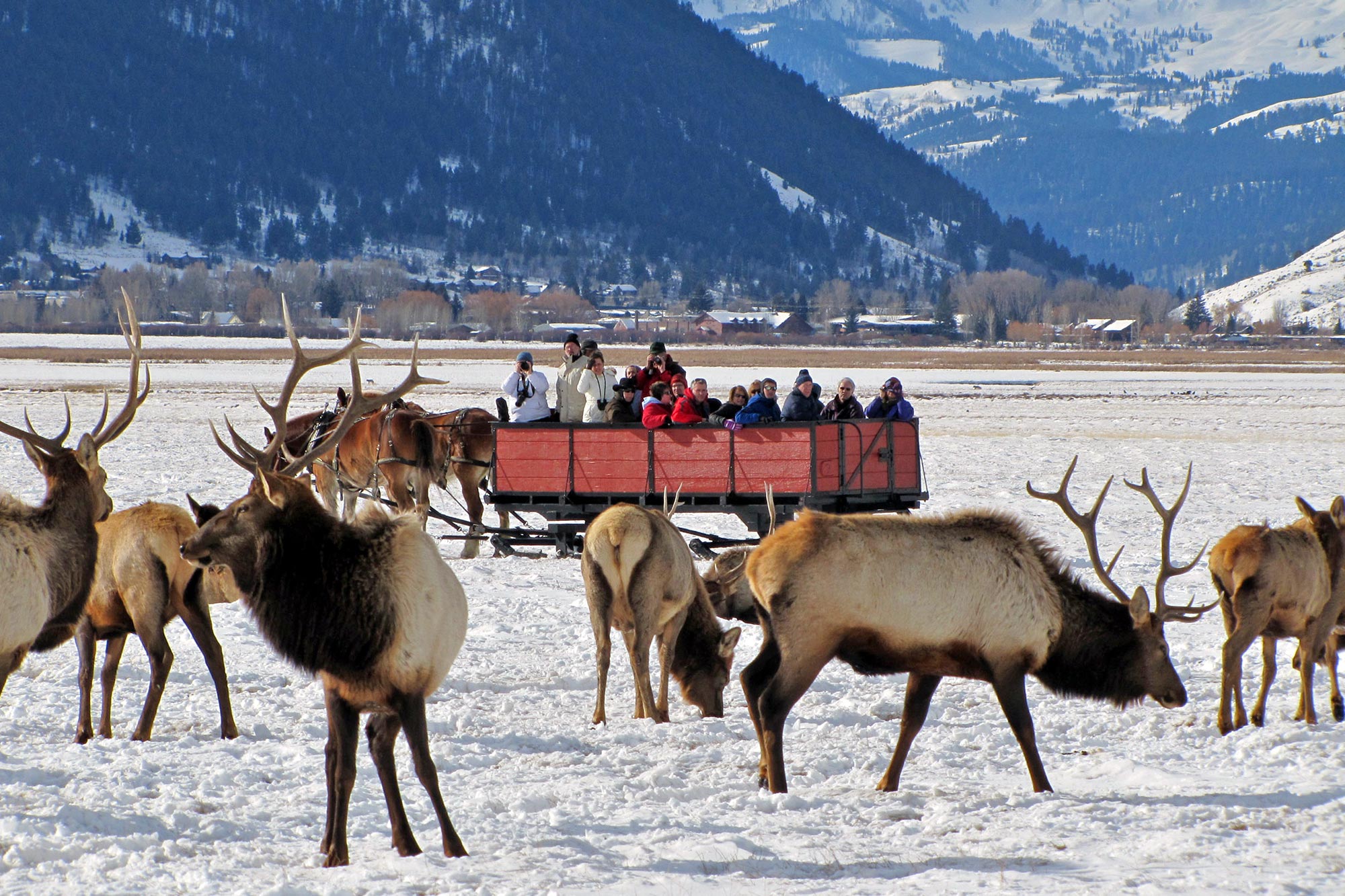national elk refuge with sleigh