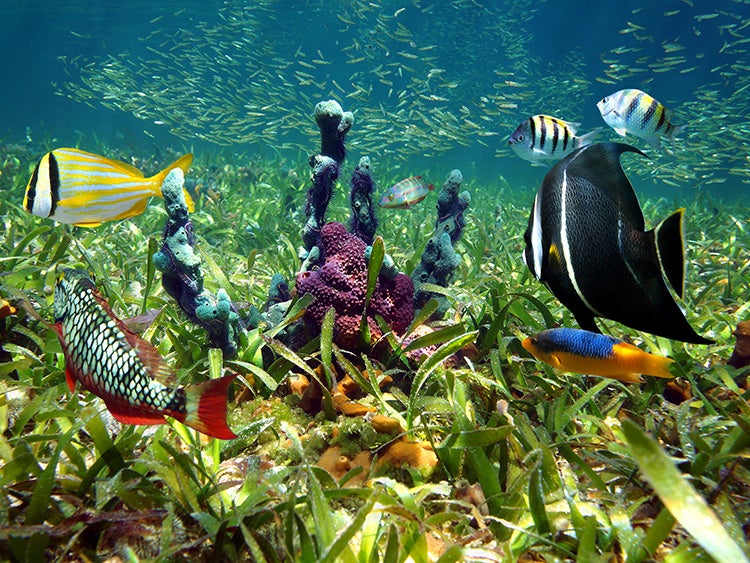 fish in florida keys sanctuary