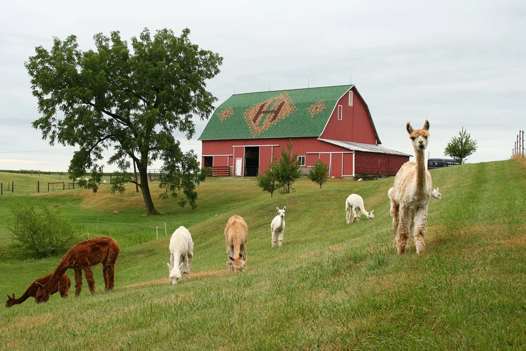 a group of Alpacas on a farm