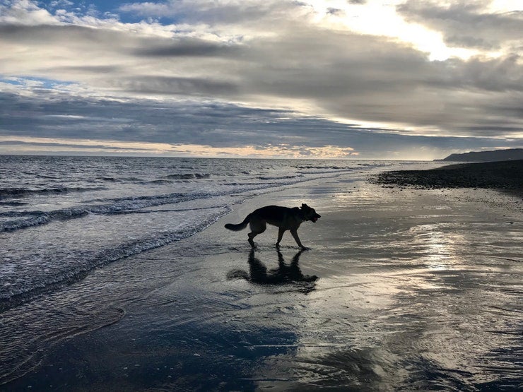 dog walks across wet beach near homer, Alaska. photo from a camper on The Dyrt