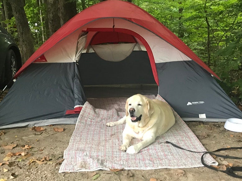 large yellow lab rests in front of tent at Turkey Run State Park, photo from a camper on The Dyrt
