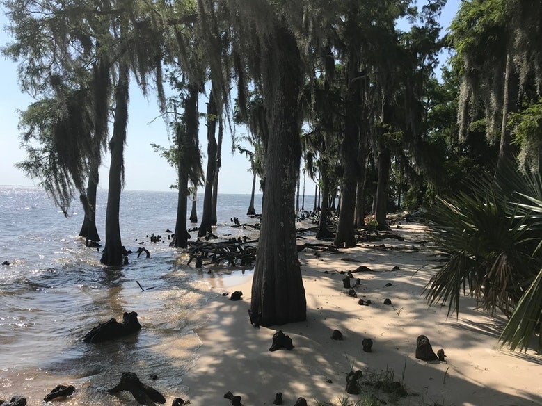 large trees growing out of waterfront sand at Fontainebleau State Park in Louisiana, photo from a camper on The Dyrt