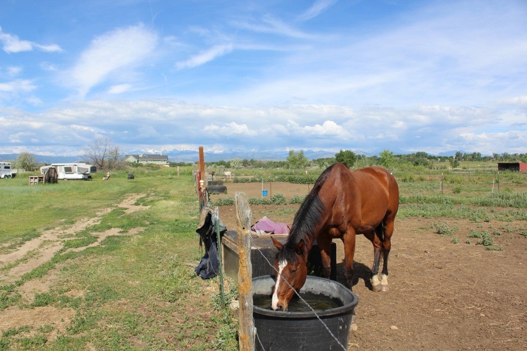 a horse feeds at a trough with an RV behind it