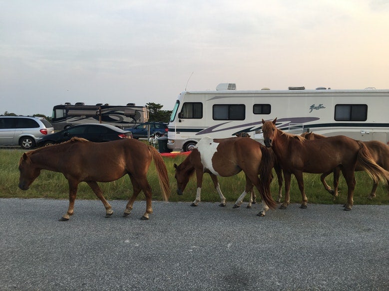 horses walk paved path near large RVs at Assateague State Park, photo from a camper on The Dyrt