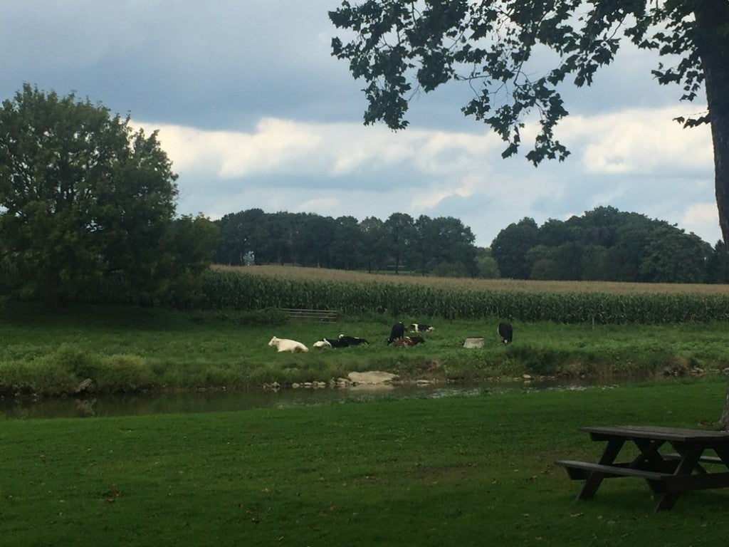 a campsite across a river from a farm with cows and corn