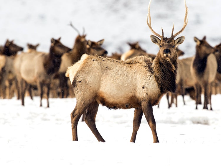 elk in national elk refuge