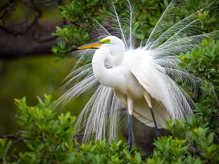 egret in norman bird sanctuary