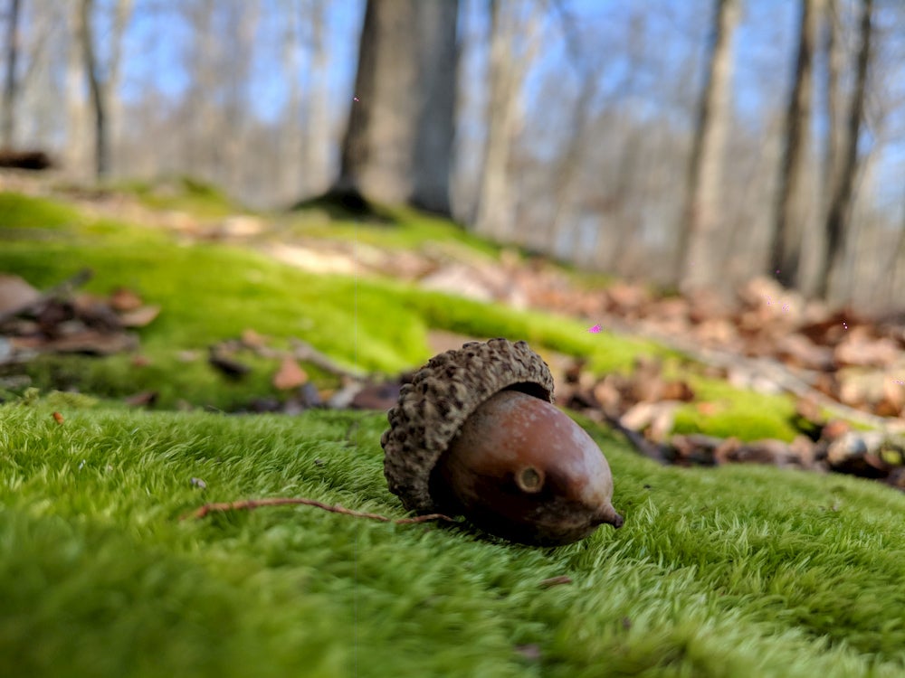 Acorn on bed of moss with trees in background 