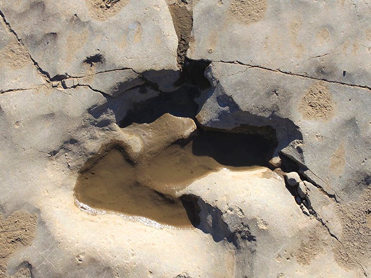 dinosaur footprint in picketwire canyonlands colorado