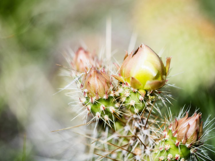 prickly pear in pawnee grassland colorado