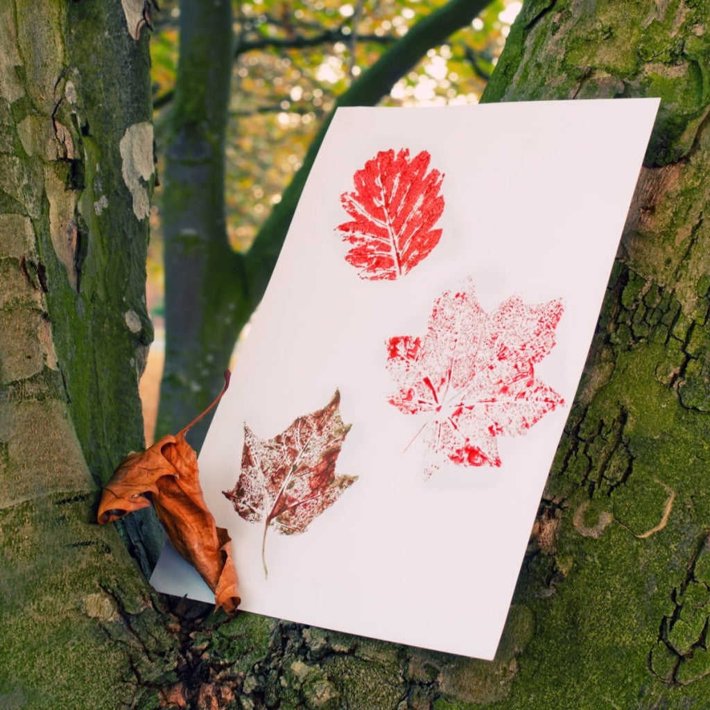 three leaf rubbings on a paper in the forest