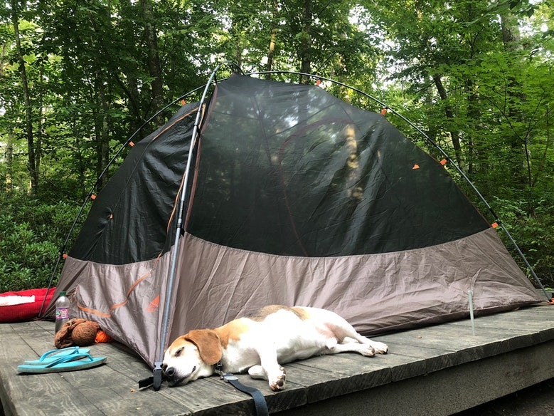 beagle sleeps on wooden tent pad near tent in George Washington Rec Area in Rhose Island, photo from a camper on The Dyrt