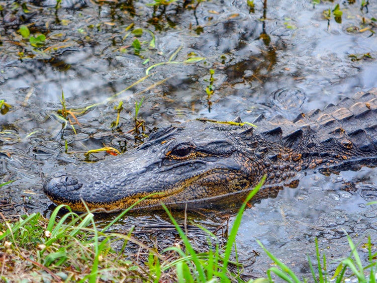 alligator in savannah wildlife refuge