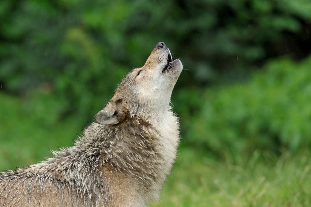 the-listening-lab-is-a-fascinating-way-to-learn-about-animal-calls