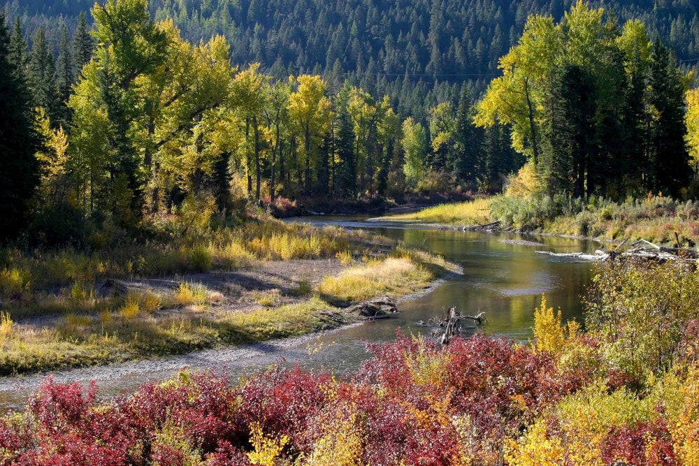 Blackfoot river in Montana with fall foliage in background 