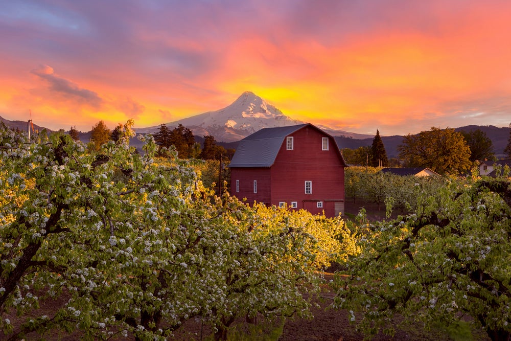 Barn at sunset with Mt. Hood in background