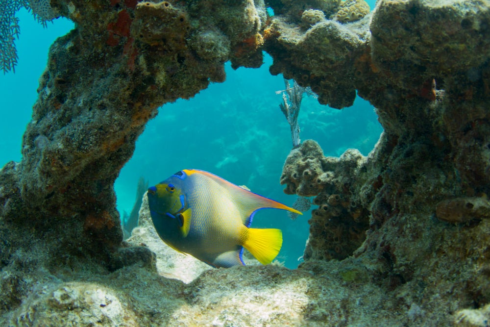 Fish in coral reef 