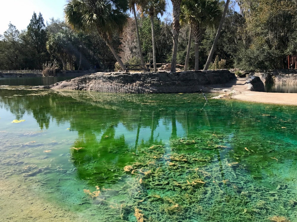 Green swamp area with palm trees in background 