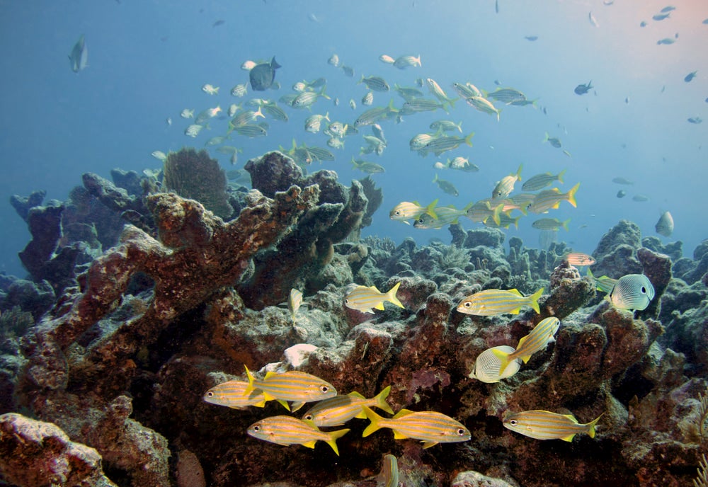 Fish swimming in coral reef 