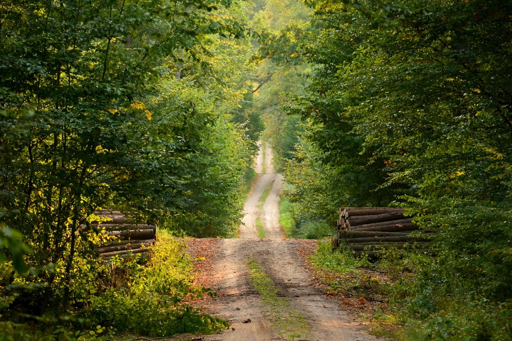 Dirt forest road.