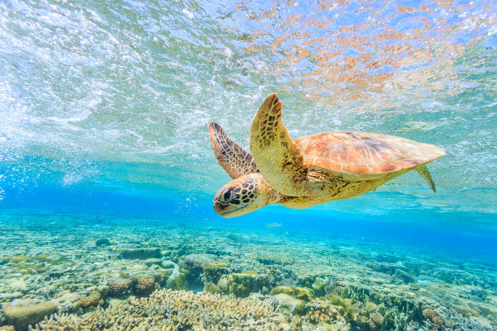 Turtle in blue water 