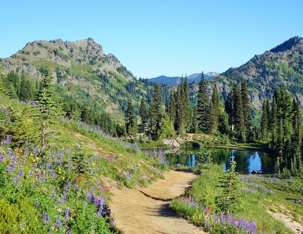 Mountains with path leading to lake lined with wild flowers in Wenatchee National Forest