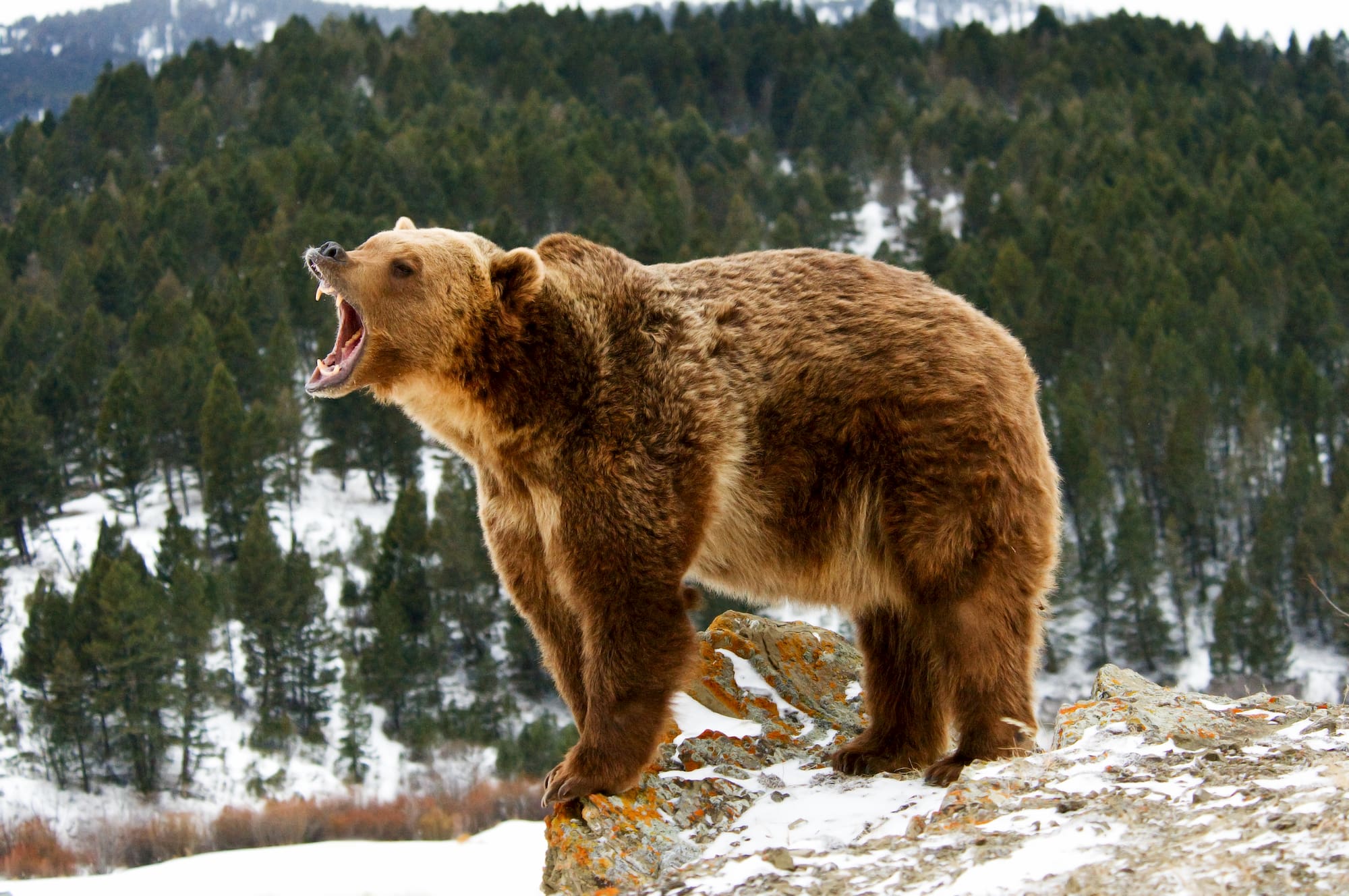 the-listening-lab-is-a-fascinating-way-to-learn-about-animal-calls