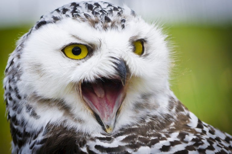 The "Listening Lab" is a Fascinating Way to Learn About Animal Calls