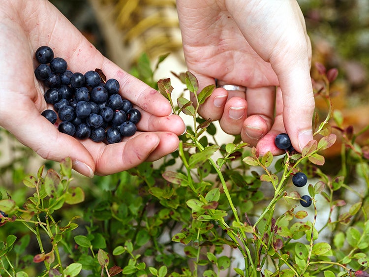 picking wild berries