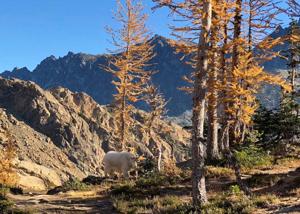 mountain goat in mountains 