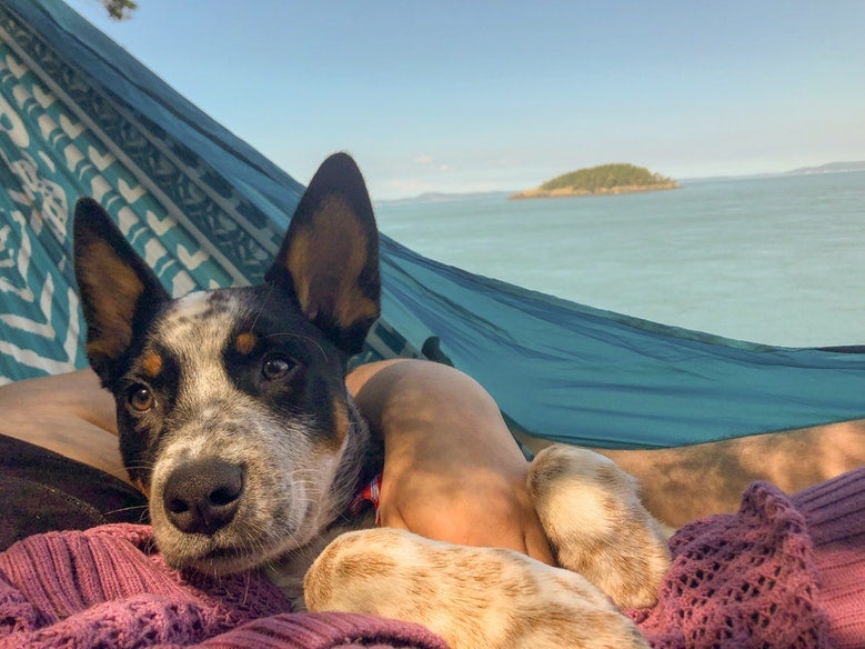 young heeler puppy in his owner's hammock overlooking Deception Pass in Washington, photo from a camper on The Dyrt