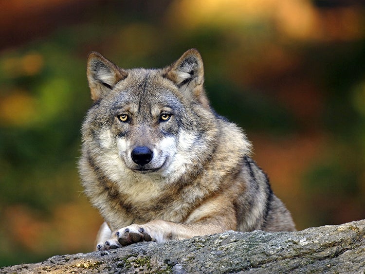 gray wolf at wolf haven wildlife sanctuary