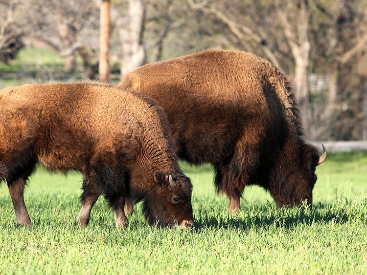 bison in yellowstone wildlife sanctuary